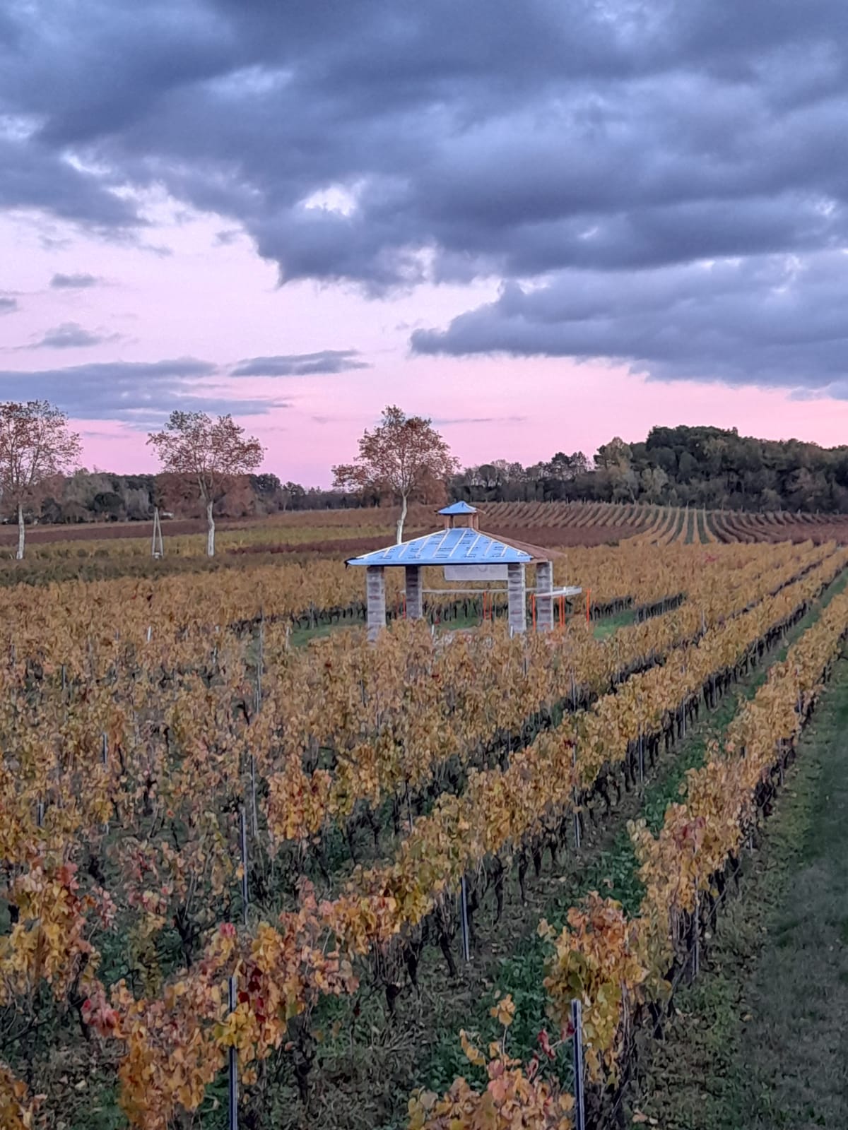 Kiosque terminé au milieu des vignes
